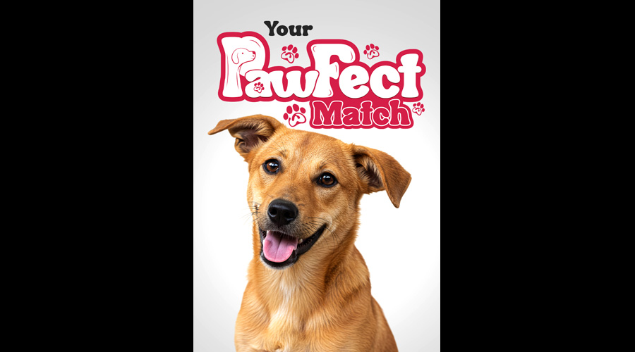 AIA Sri Lanka Pawfect Match campaign inspires hundreds to open their hearts and homes to stray animals