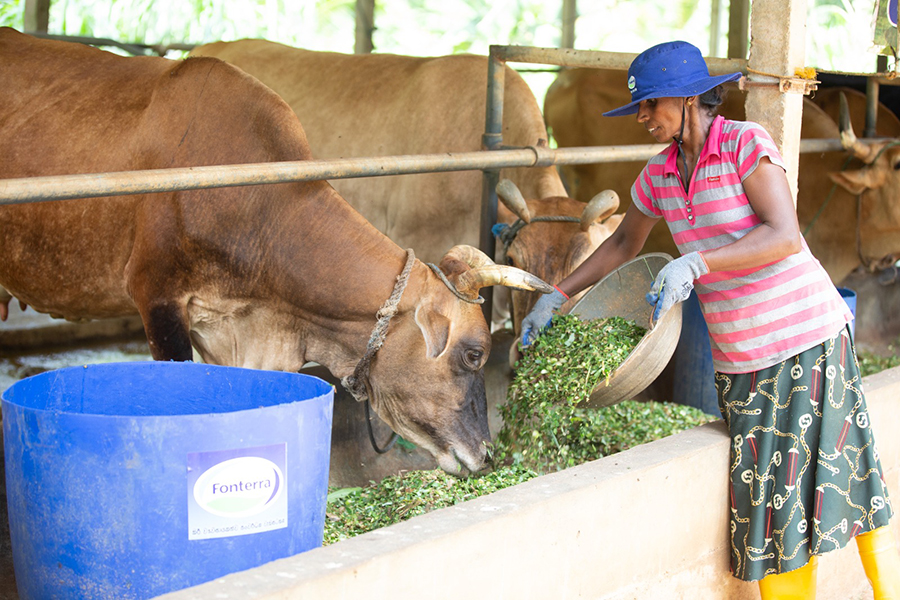Fonterra s Farmer Support Programme is Powering the Future of Sri Lanka s Smallholder Dairy Farmers