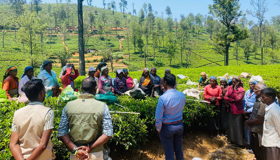 Empowering Women Browns Plantations Revolutionizes Gender Roles in Sri Lankan Tea Industry Copy