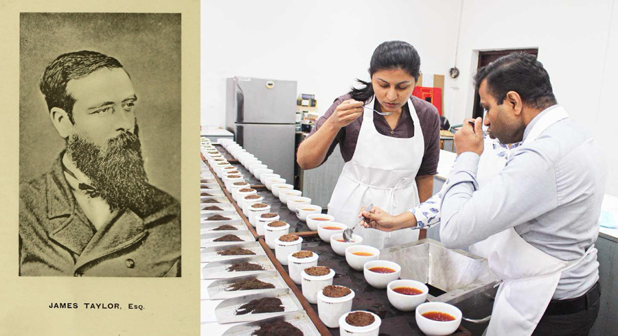 Sri Lankas Liquid Gold The Evolving Story of Pure Ceylon Tea