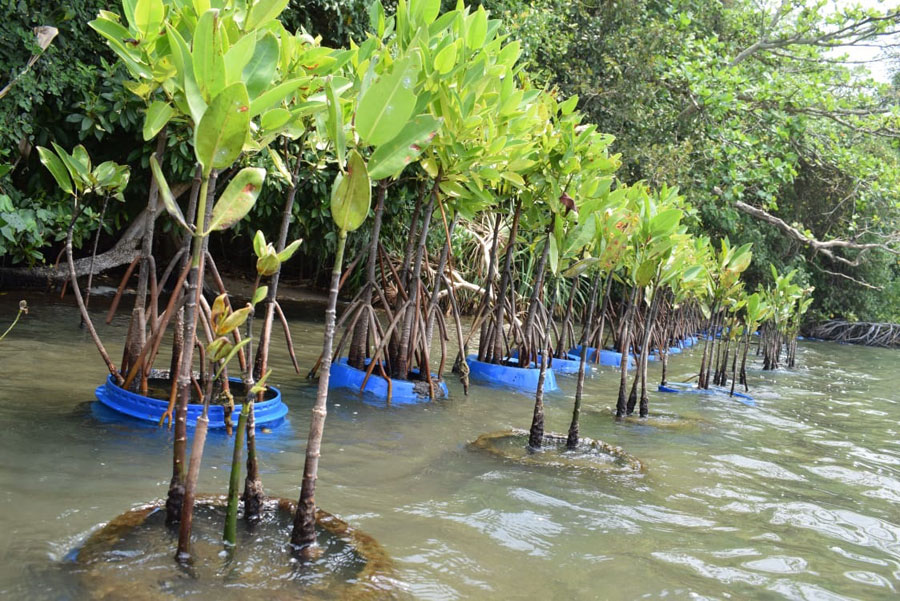 INSEE Cement s mangrove restoration programme contributes to Sri Lanka s coastal and biodiversity protection