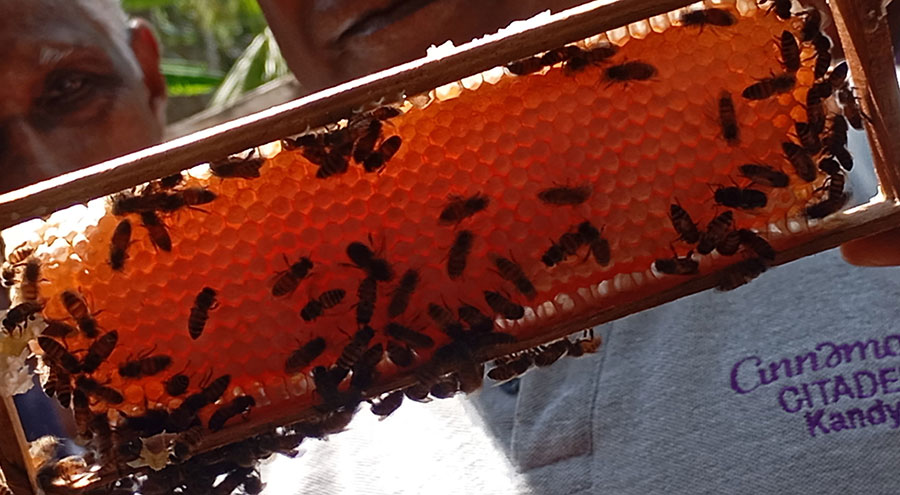 Cinnamon Citadel Kandy Empowers Community Through Beekeeping Training Program