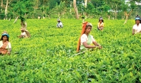 Regional Plantation Companies’ wage proposal enables workers to earn Rs. 1,000 a day