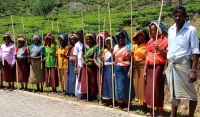 Success of Endane Tea Estate inspires adoption of contract plucking