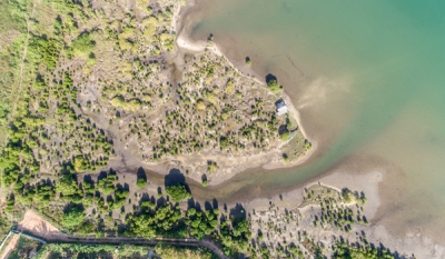 Tokyo Cement’s Silent Mission Restores Mangrove Forests in Trincomalee ( 04 Photos )