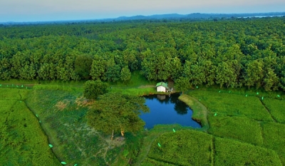 Most of world’s tropical forests will disappear by the end of this century