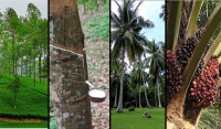 Pulling back the curtain on the privatization of Sri Lanka’s plantation sector